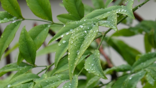 【ブログ】そろそろ梅雨シーズン？