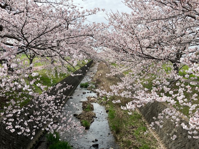 【ブログ】曇川沿いの桜並木（加古郡稲美町）