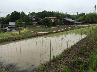 プチ農業体験