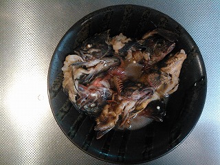 今年から始めた魚釣り