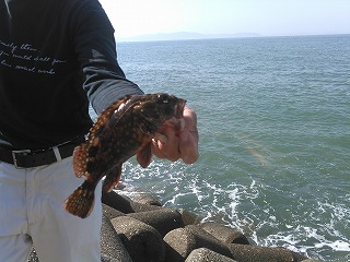 今年から始めた魚釣り