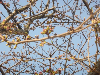 会社の桜