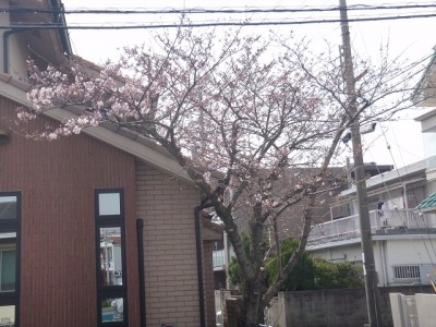 会社の桜