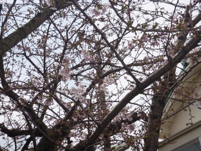 会社の桜