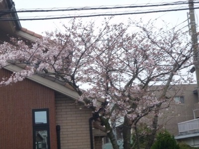 会社の桜