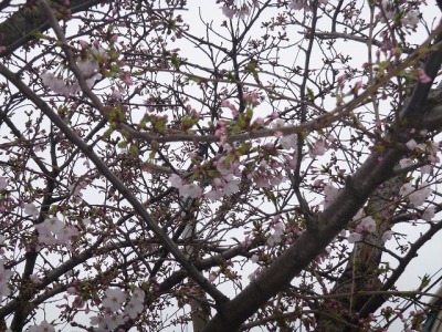 会社の桜