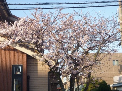 会社の桜