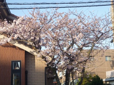 会社の桜