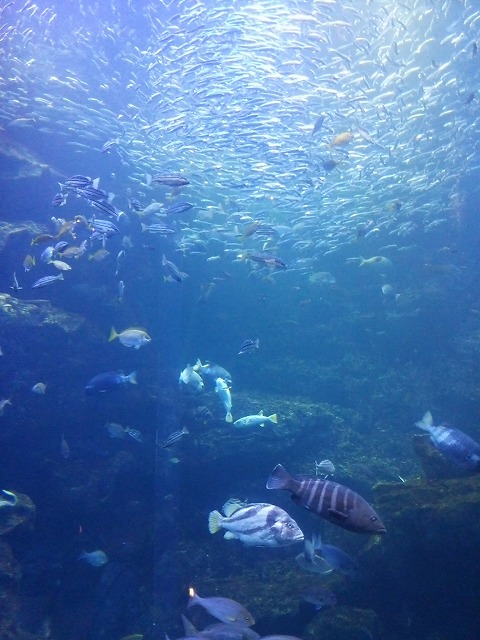 京都水族館