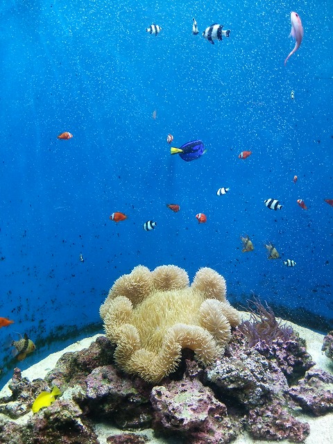 京都水族館