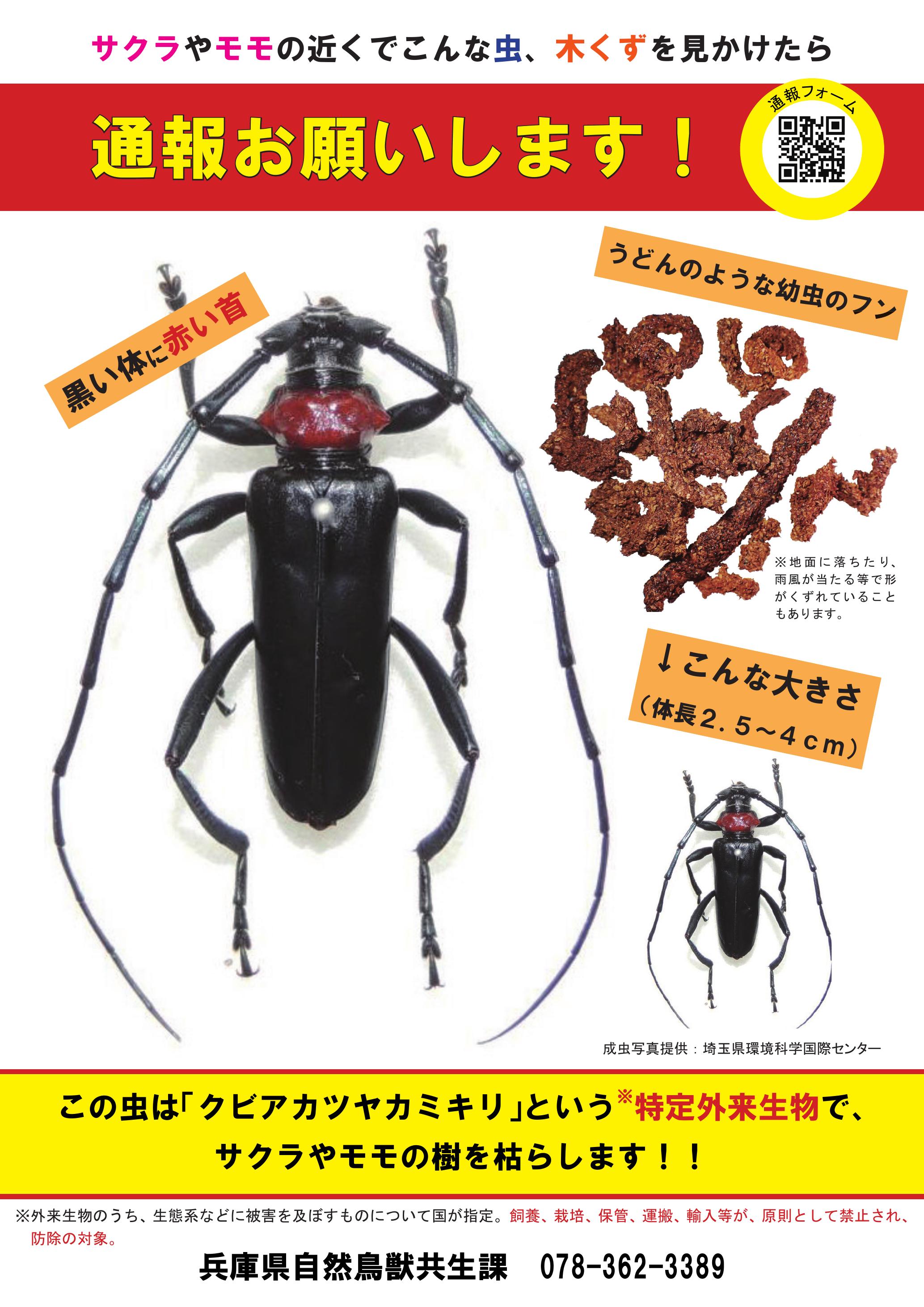 【ブログ】桜や桃の木の近くで、こんな【虫・木くず】を見つけたら通報を!!