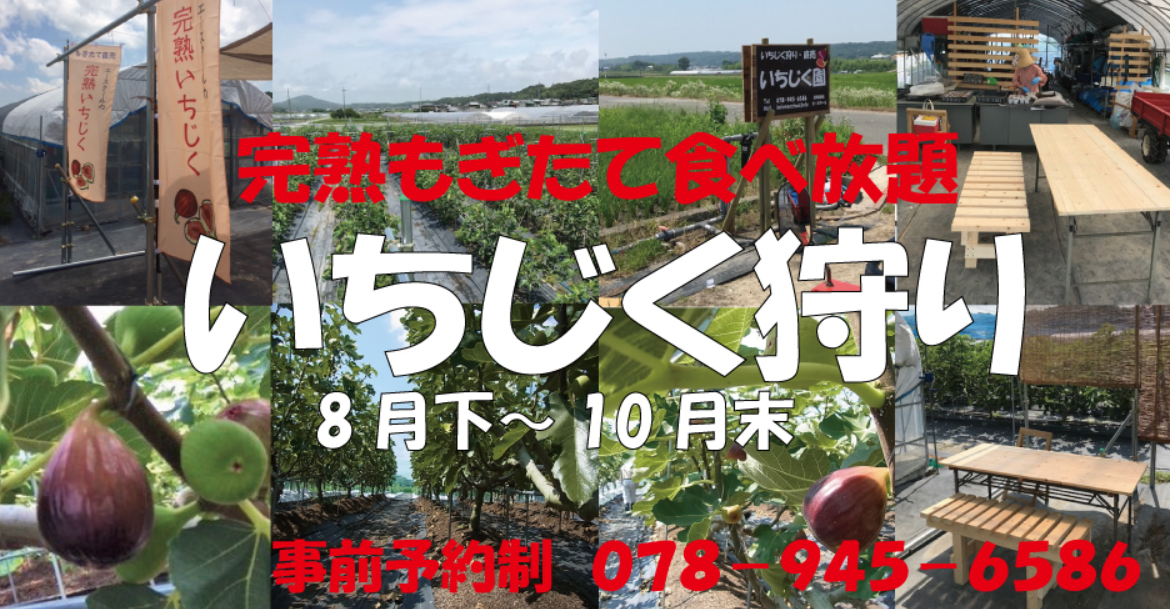 【ブログ】いちじく狩り・直売　～赤まる農園　神戸市西区平野町～